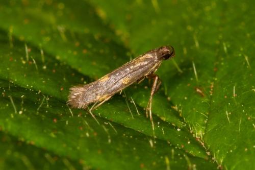 Réf. 358 988 : Euspilapteryx auroguttella